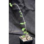 Maerua kaessneri 5-inch pots