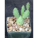 Maihueniopsis glomerata fm russelii 3-inch pots