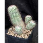 Mammillaria bombycina one-gallon pots