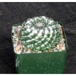 Mammillaria sempervivi 4-inch pots