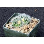 Mammillaria albicoma 3-inch pots