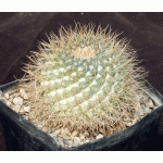 Mammillaria apozolensis var. saltensis (L1045) one-gallon pots