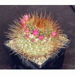 Mammillaria apozolensis var. saltensis (L1045) 5-inch pots