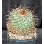 Mammillaria apozolensis var. saltensis (L1045) one-gallon pots