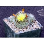 Mammillaria baumii 4-inch pots