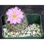 Mammillaria blossfeldiana 4-inch pots
