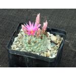 Mammillaria boolii 5-inch pots