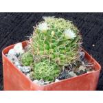 Mammillaria camptotricha var. marnier 3-inch pots