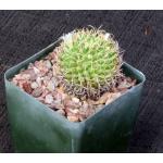 Mammillaria camptotricha var. marnier 4-inch pots