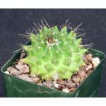 Mammillaria compressa 4-inch pots