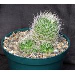 Dolichothele albescens 8-inch pots