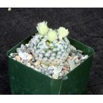 Mammillaria duwei 4-inch pots