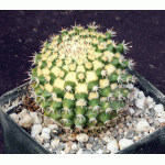 Mammillaria eichlamii 4-inch pots