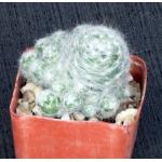 Mammillaria glassii 3-inch pots
