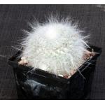 Mammillaria glassii 5-inch pots
