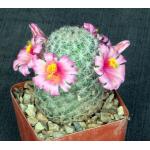 Mammillaria grahamii 4-inch pots