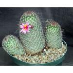 Mammillaria grahamii 8-inch pots
