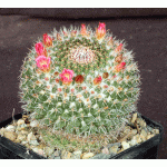 Mammillaria mystax 5-inch pots