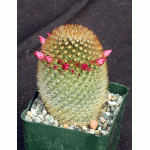 Mammillaria pilcayensis 4-inch pots