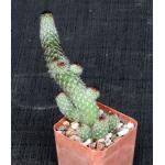 Mammillaria sphacelata ssp. viperina 3-inch pots