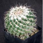 Mammillaria standleyi 4-inch pots