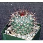 Mammillaria tesopacensis var. rubriflora 4-inch pots