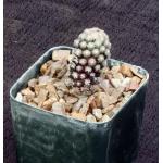Mammillaria theresae 3-inch pots