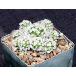 Mammillaria vetula ssp. gracilis 4-inch pots