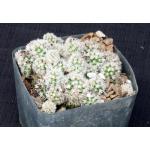 Mammillaria vetula ssp. gracilis 5-inch pots
