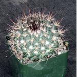 Mammillaria tesopacensis var. rubriflora 4-inch pots
