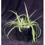 Manfreda longiflora one-gallon pots