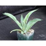 Mangave cv Mission to Mars 4-inch pots