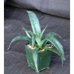 Mangave cv Purple People Eater 4-inch pots