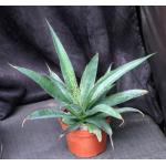 Mangave cv Purple People Eater 6-inch pots