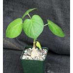 Matelea cyclophylla 4-inch pots