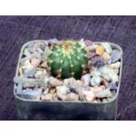 Melocactus broadwayi 3-inch pots