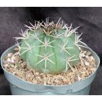 Melocactus curvispinus 8-inch pots