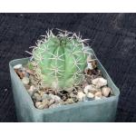 Melocactus dawsonii 4-inch pots