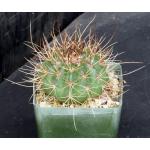 Melocactus erythracanthus 4-inch pots