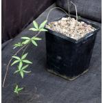 Merremia aurea 5-inch pots