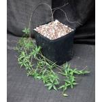 Merremia aurea one-gallon pots