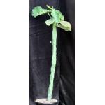 Monadenium arborescens 2-gallon pots