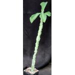 Monadenium arborescens 5-inch pots