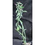 Monadenium coccineum one-gallon pots