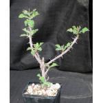 Monadenium elegans 5-inch pots