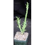 Monadenium ellenbeckii 4-inch pots