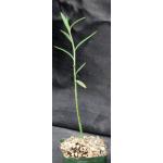 Monadenium laeve 5-inch pots