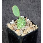 Monadenium ritchiei ssp. ritchiei 2-inch pots