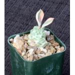 Monadenium ritchiei ssp. ritchiei (variegates) 2-inch pots