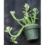Monadenium stapelioides var. congestum 8-inch pots